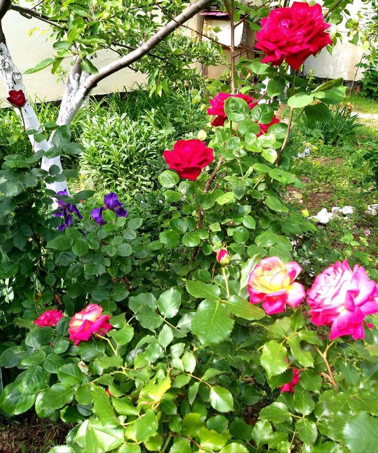 Shymhostle Pansiyon Çimkent Dış mekan fotoğraf