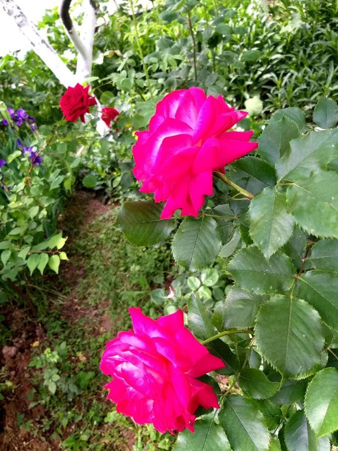 Shymhostle Pansiyon Çimkent Dış mekan fotoğraf